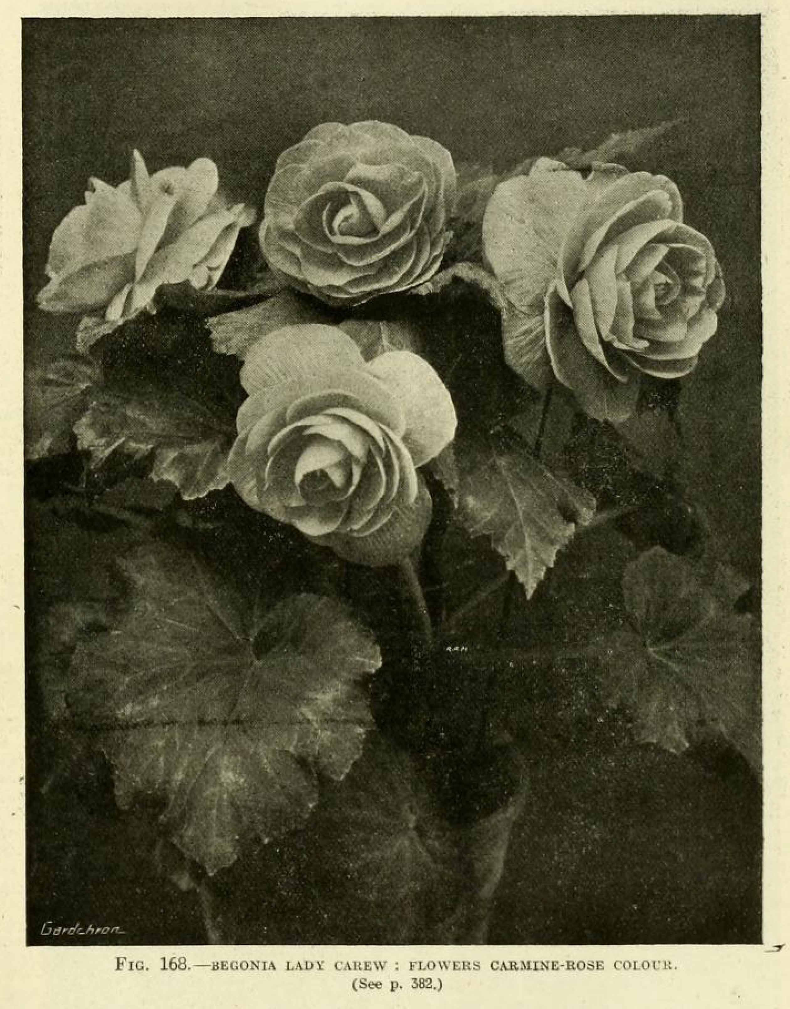 B. ‘Lady Carew’